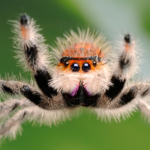 Jumping spider starter kit