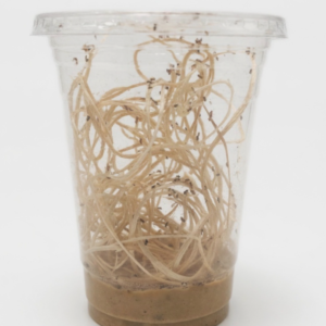 Flightless Fruit Fly (Drosophila melanogaster) Starter Culture