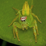 Green Jumping Spider (Mopsus Mormon)